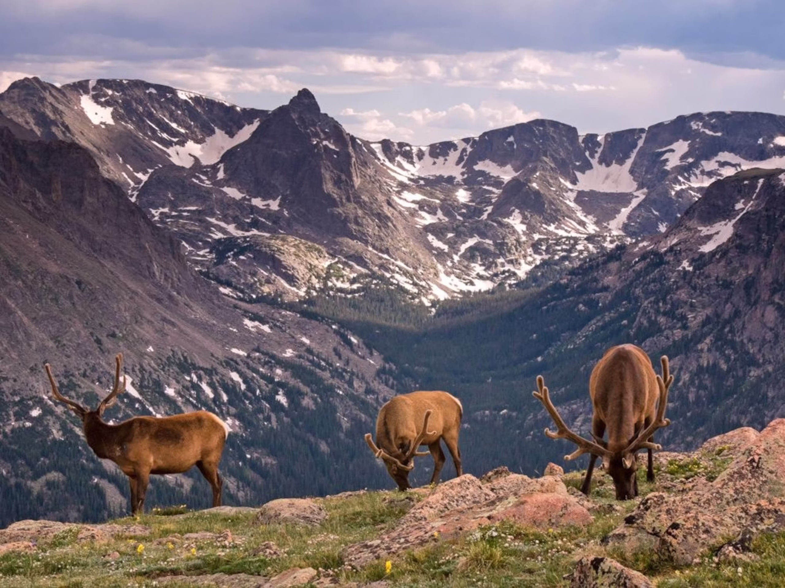 elk in rocky mountain national park