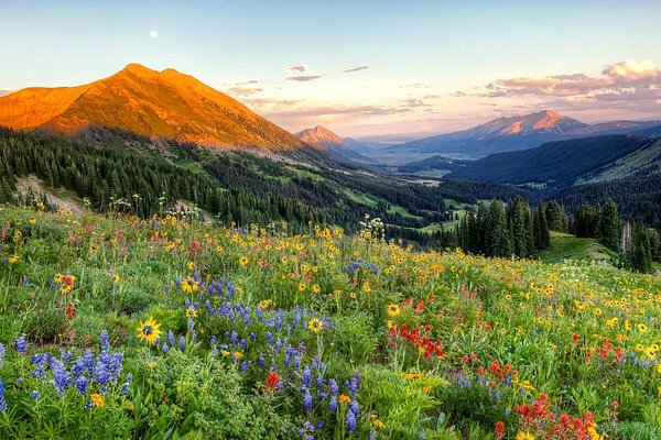 Wildflower field in crested butte, colorado