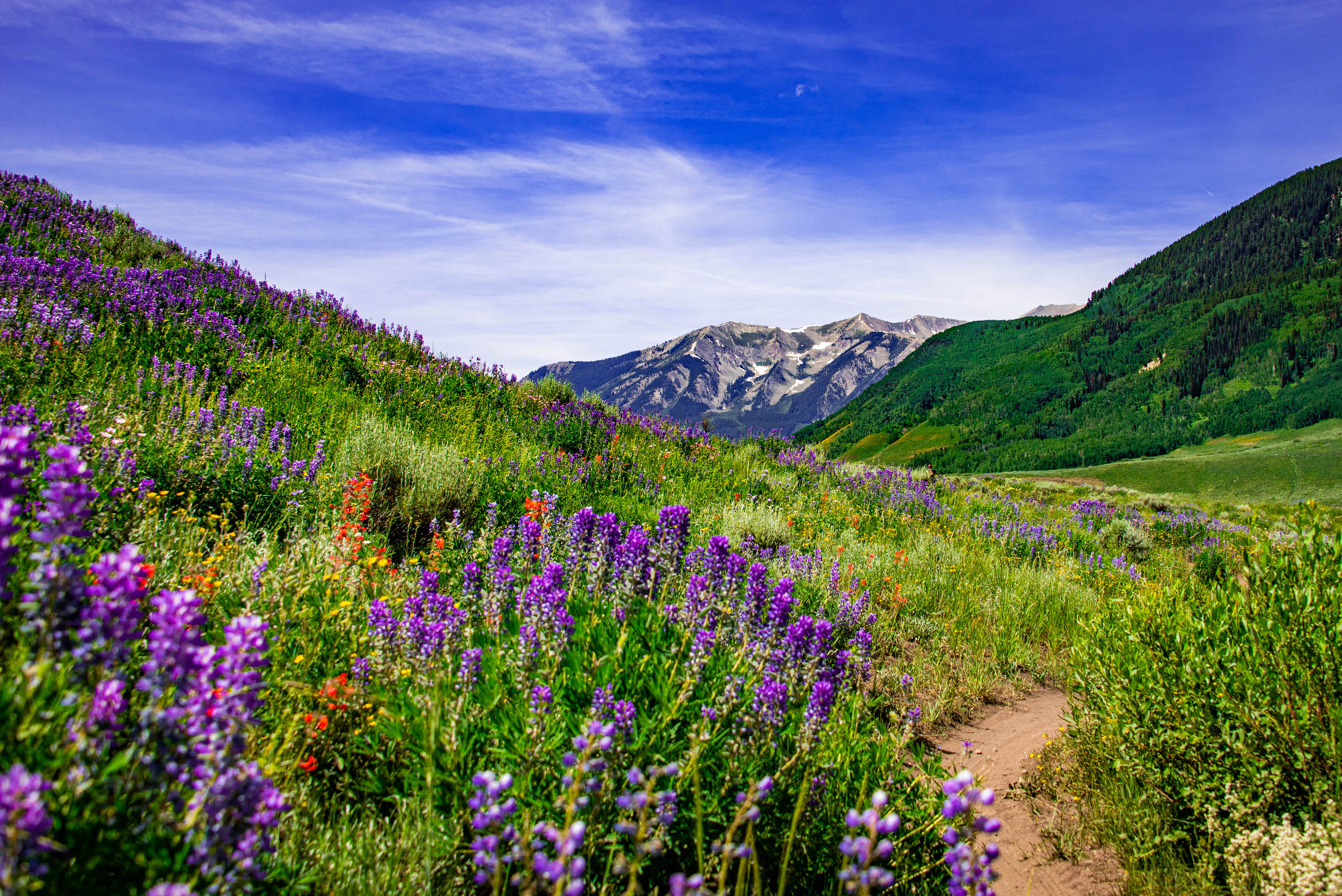 Summer wildflowers in crested butte, colorado